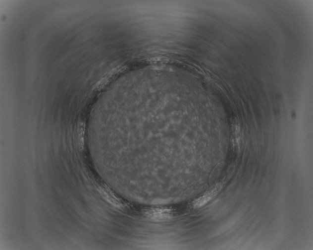 X0000062620664200601111035