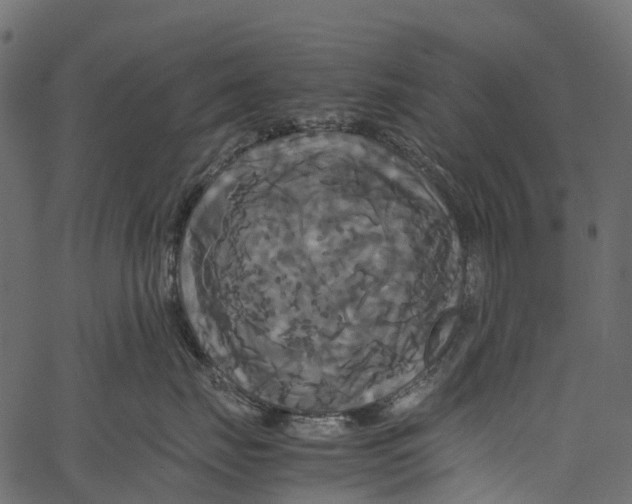 X0000062620671200601111036