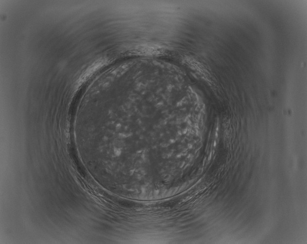 X0000062620679200601111035