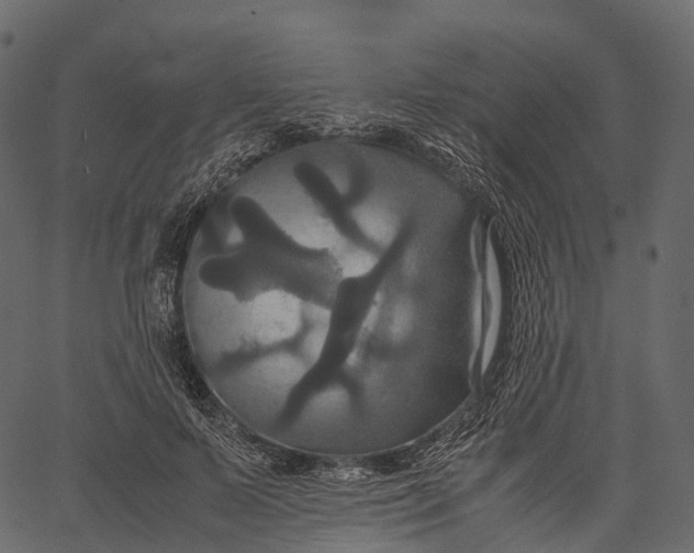 X0000062620695200601111034