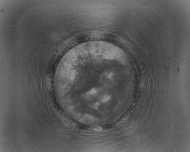 X0000062620715200601111034