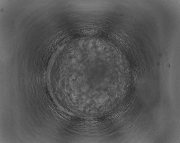 X0000062620745200601111034