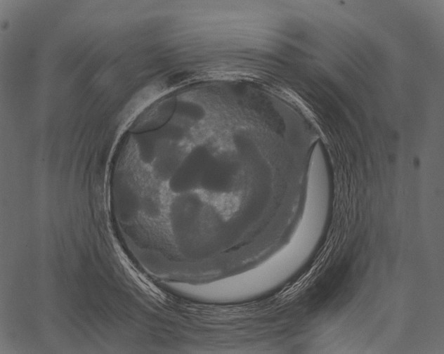 X0000062620795200601111033