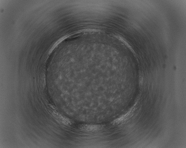 X0000062620829200601111032