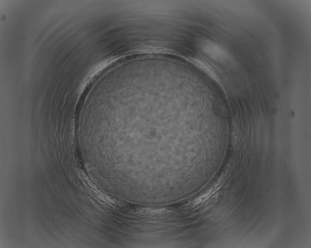 X0000062620831200601111032