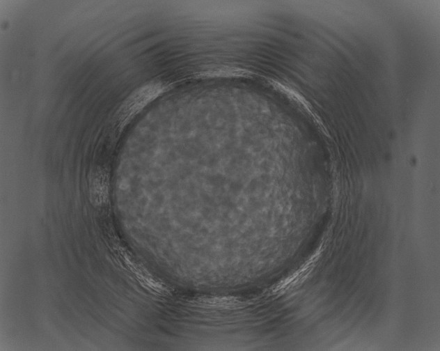 X0000062620833200601111032