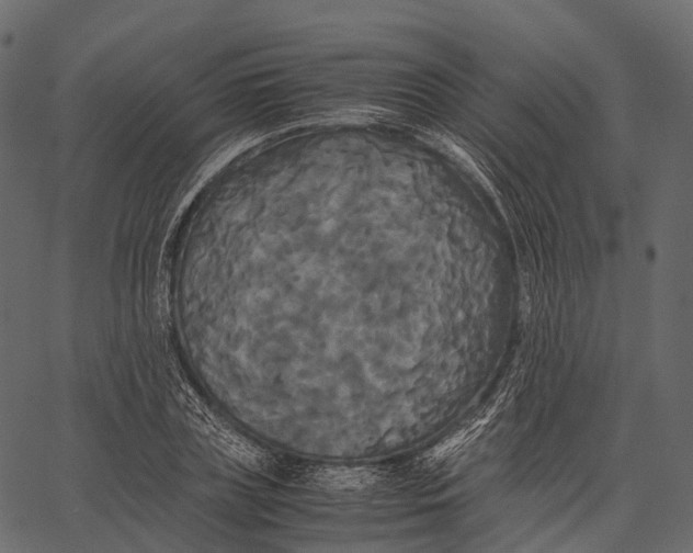 X0000062620835200601111032