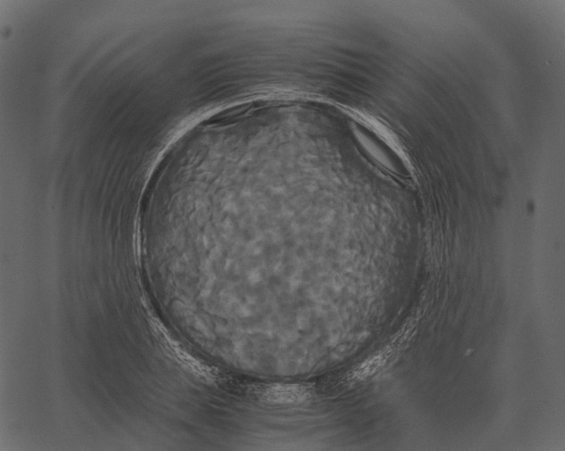 X0000062620839200601111032