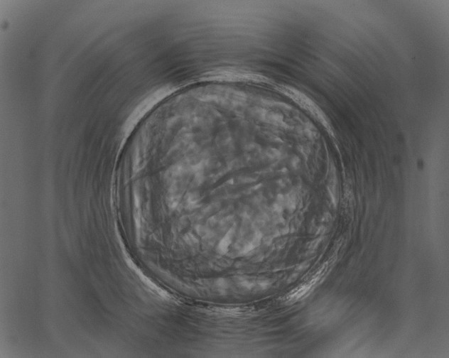 X0000062620855200601111032