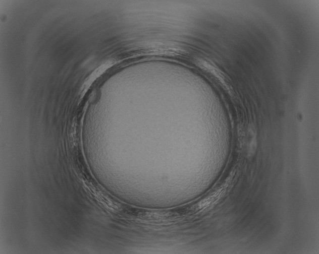 X0000062620875200601111031