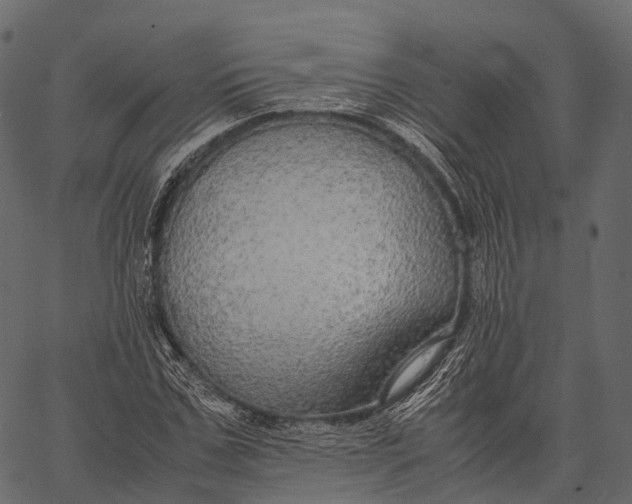 X0000062620971200601111030