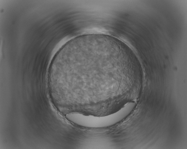 X0000062621008200601111029