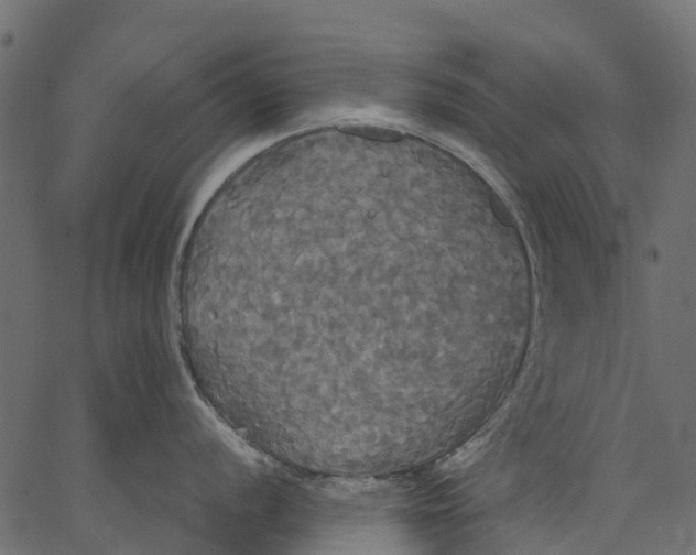 X0000062621056200601111029