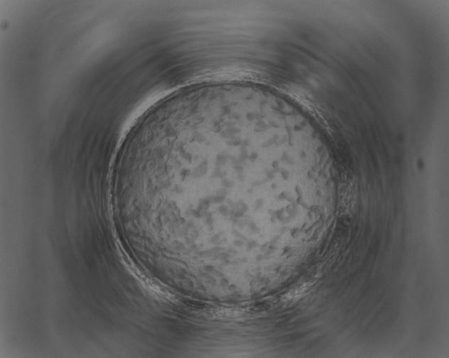 X0000062621086200601111028