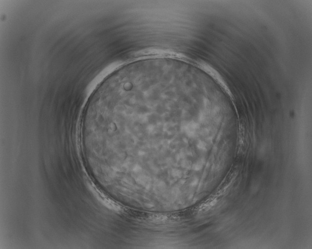 X0000062621098200601111028