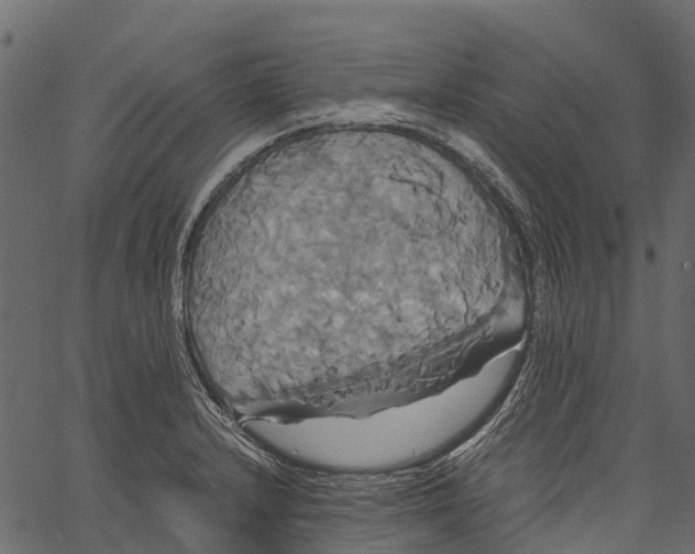 X0000062621232200601111026