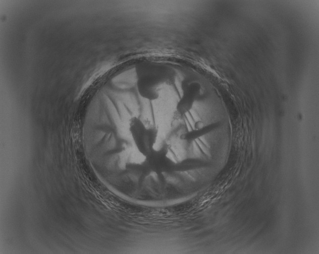 X0000062621255200601111025