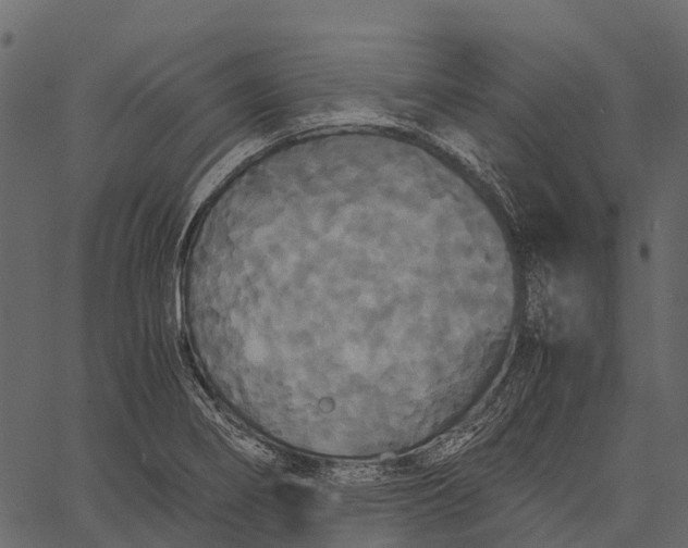 X0000062621274200601111025