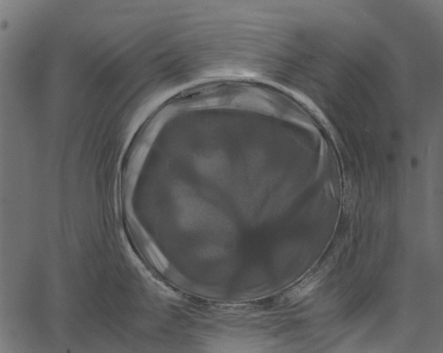 X0000062621295200601111024