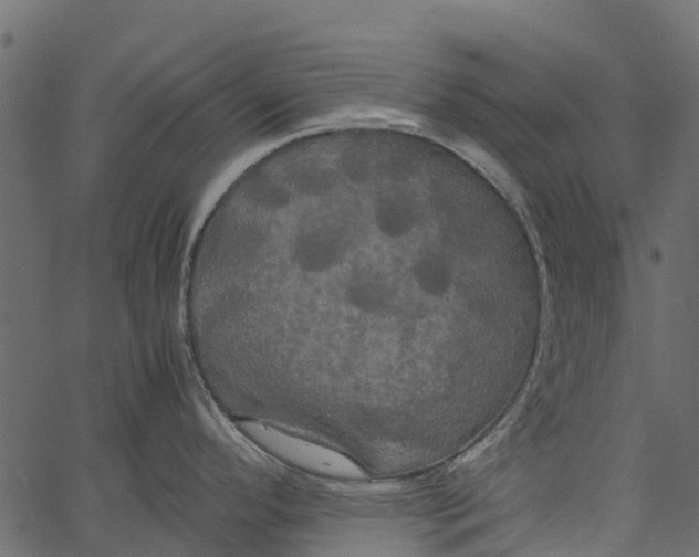 X0000062621296200601111024