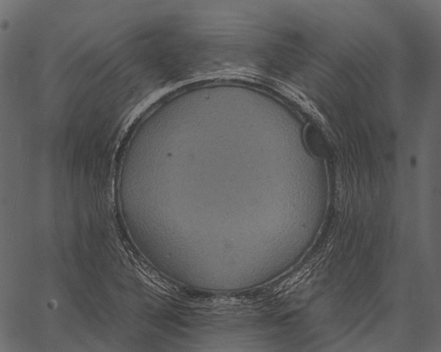 X0000062621316200601111024