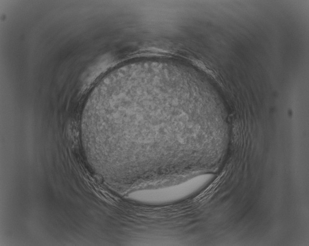 X0000062621355200601111023