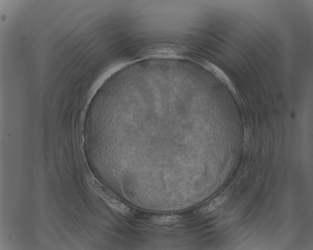 X0000062621435200601111023