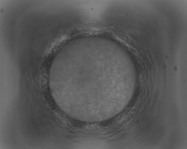 X0000062621447200601111022