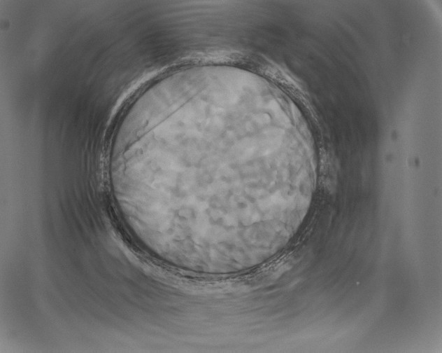 X0000062620012200601181706