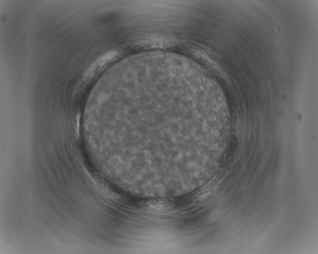 X0000062620070200601181705