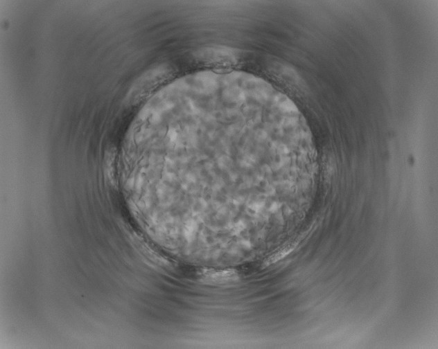 X0000062620185200601181704