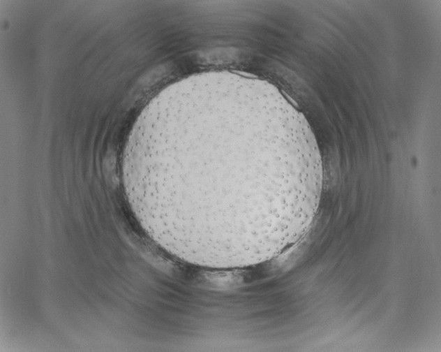 X0000062620187200601181704