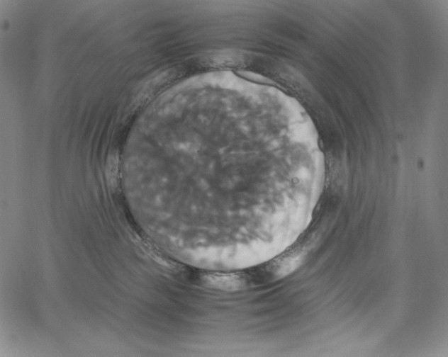 X0000062620189200601181704