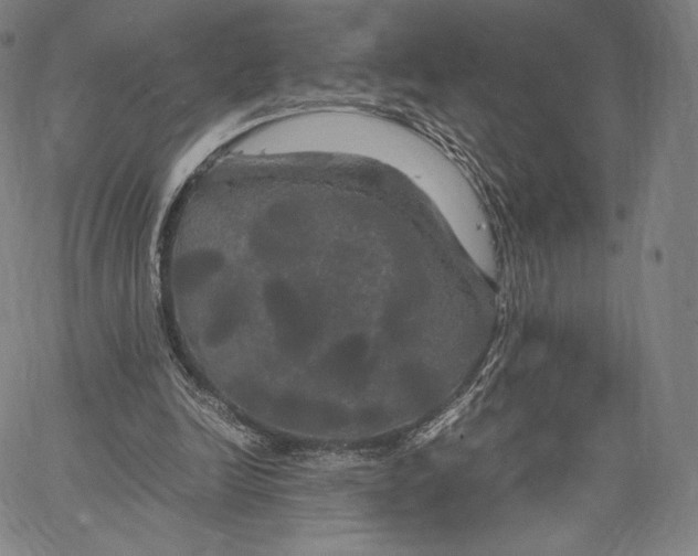 X0000062620246200601181702