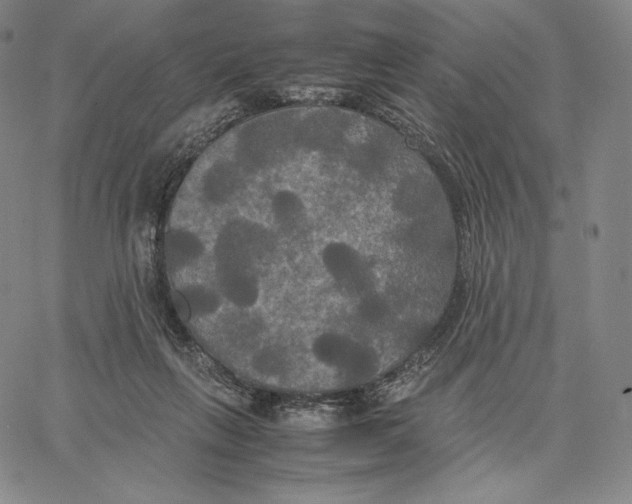 X0000062620263200601181702