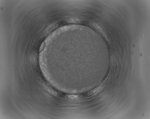 X0000062620265200601181702