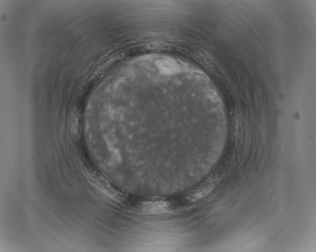 X0000062620266200601181702