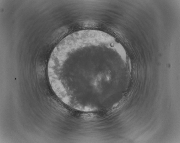 X0000062620269200601181702