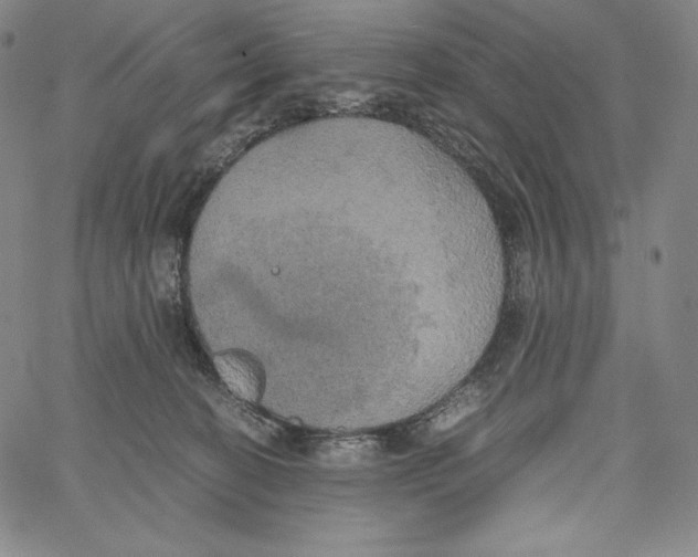 X0000062620274200601181702