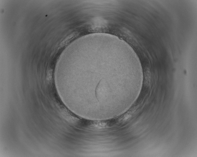 X0000062620278200601181702