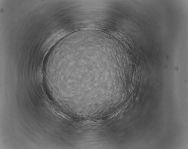 X0000062620290200601181701