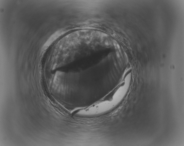 X0000062620295200601181701