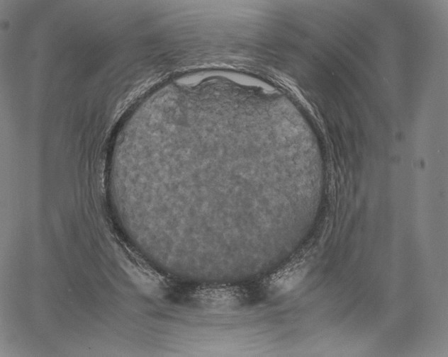 X0000062620299200601181701