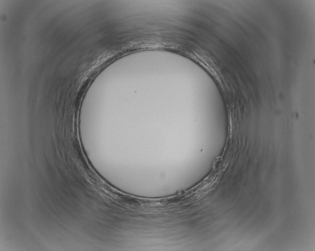 X0000062620301200601181701