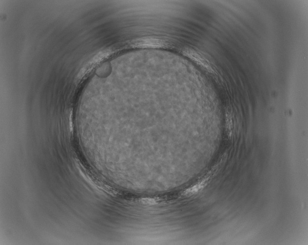 X0000062620302200601181701