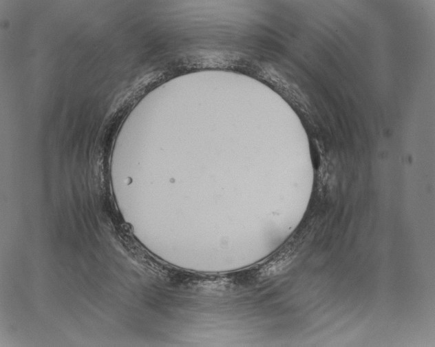 X0000062620306200601181701