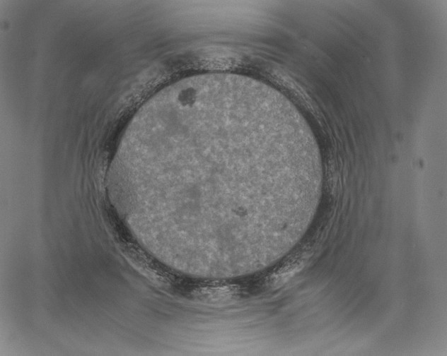 X0000062620307200601181701