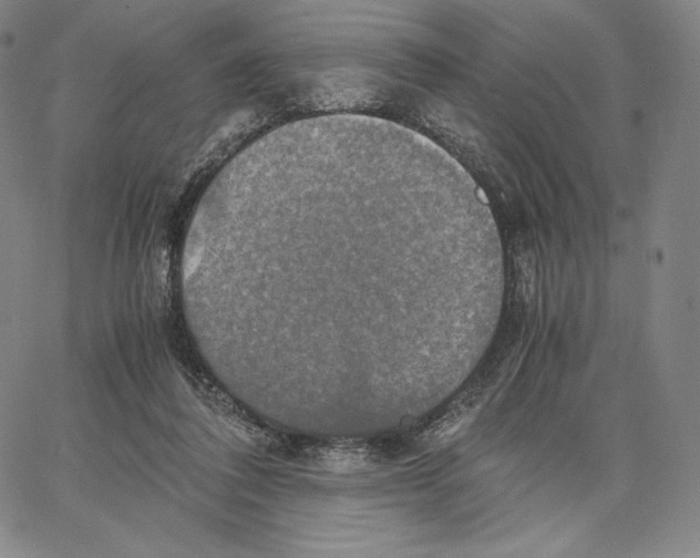 X0000062620308200601181701