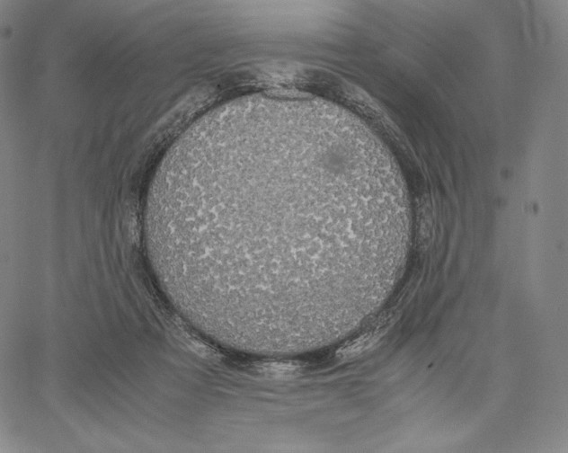 X0000062620313200601181701