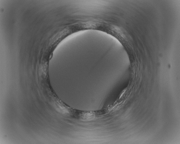 X0000062620325200601181701